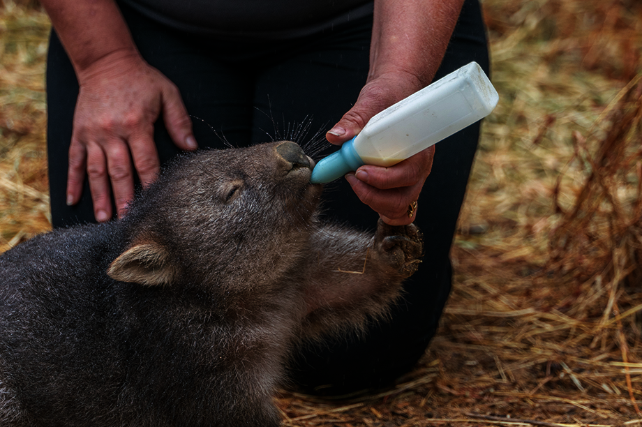 Aussie Wildlife Recovery & Emergency Preparedness