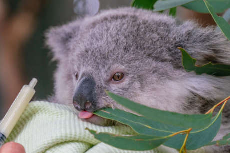 Aussie Wildlife Recovery & Emergency Preparedness