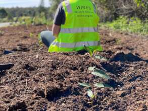 WIRES volunteers planted over 300 native trees