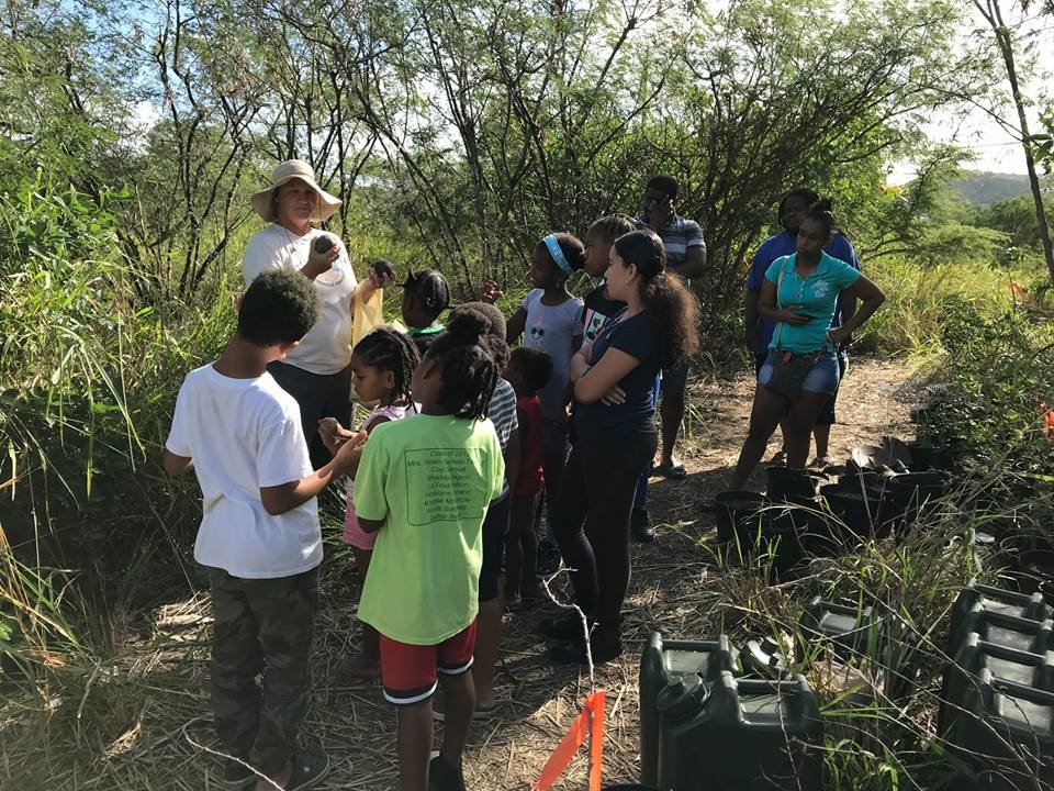 Creating a more resilient environment on St. Croix