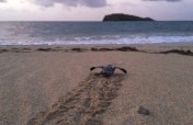 Creating a more resilient environment on St. Croix