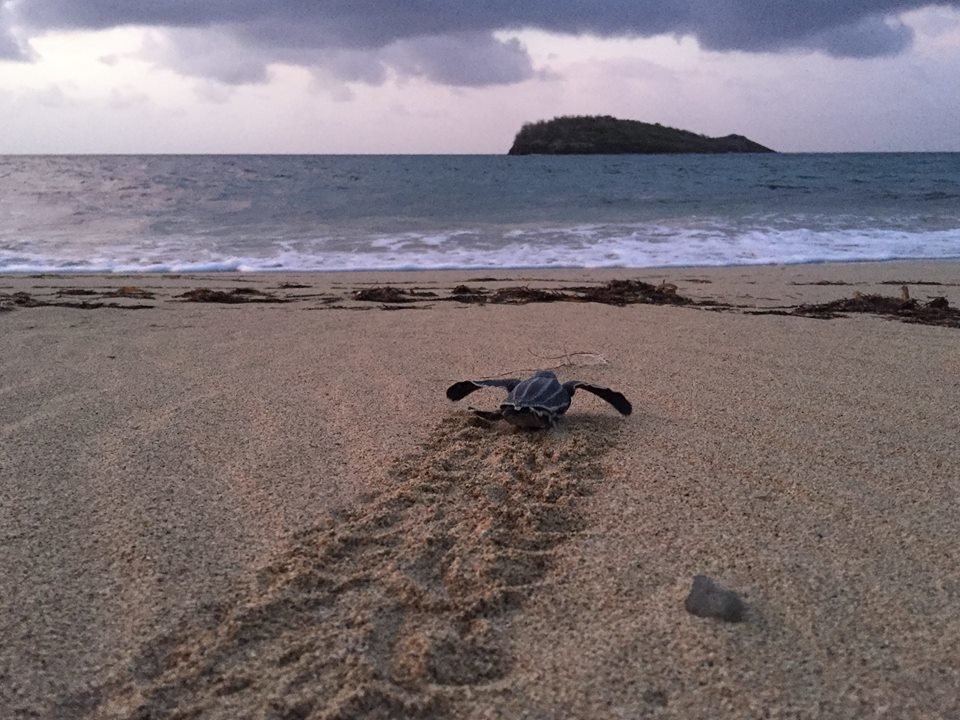 Creating a more resilient environment on St. Croix