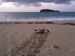 Creating a more resilient environment on St. Croix