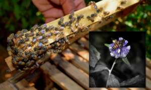 Apis cerana