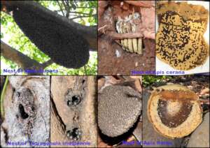 Bees and Their Nests
