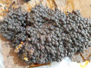 Stingless bees-honey production