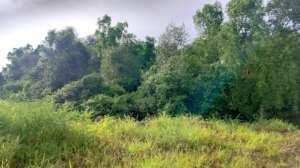 Secured private mangrove area