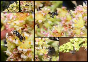Busy Bee