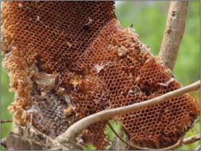 Abandoned Bee Hive