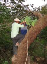 Beekeepers in action