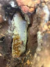 Apis cerana indica Hive in Tree Trunk