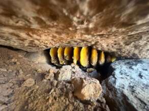 Apis cerana indica hive in Rock Crevice