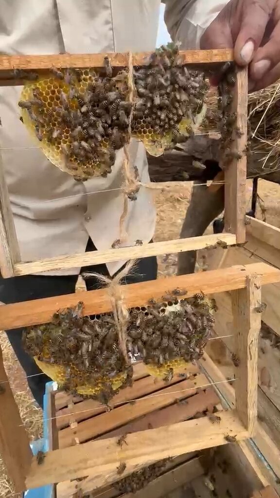 Apis cerana indica hive in bee box