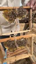 Apis cerana indica hive in bee box