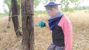 Capturing the stingless bees