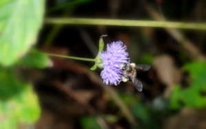 Apis cerana