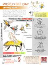 Celebrating World Bee Day 2020