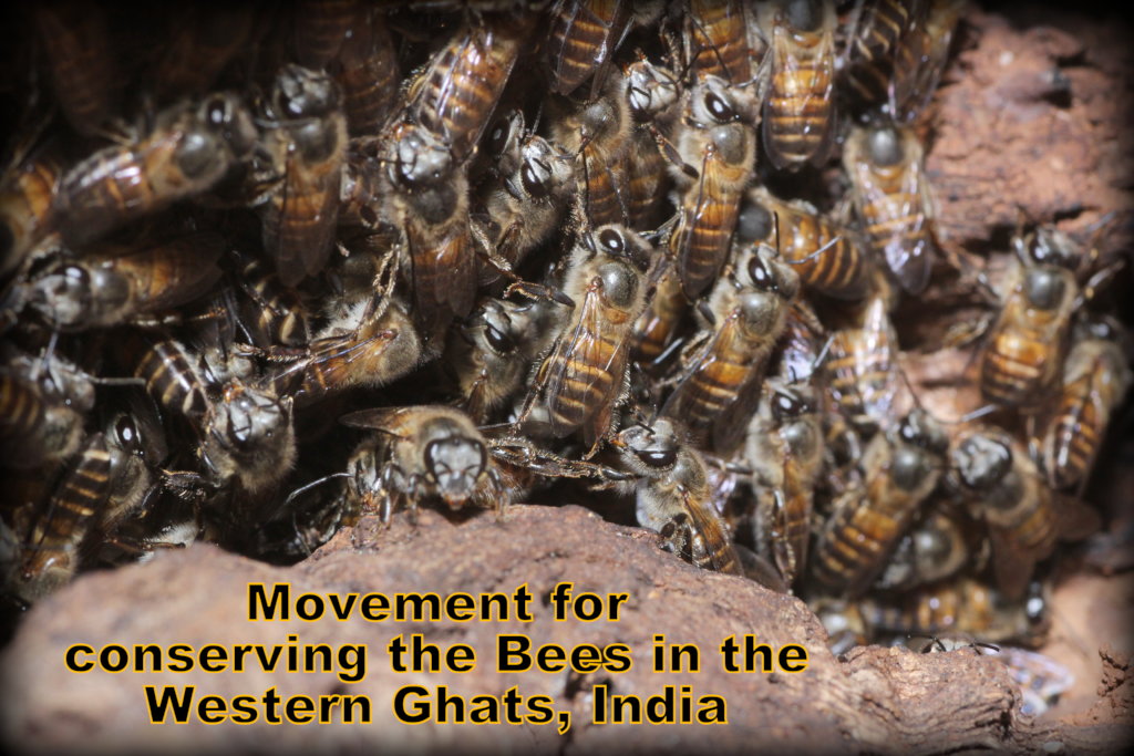 Movement for conserving bees in the Western Ghats