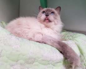 Holly the cat