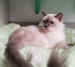 Hope the cat