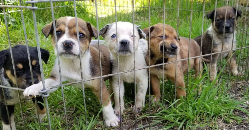 Support A No Kill Shelter GlobalGiving