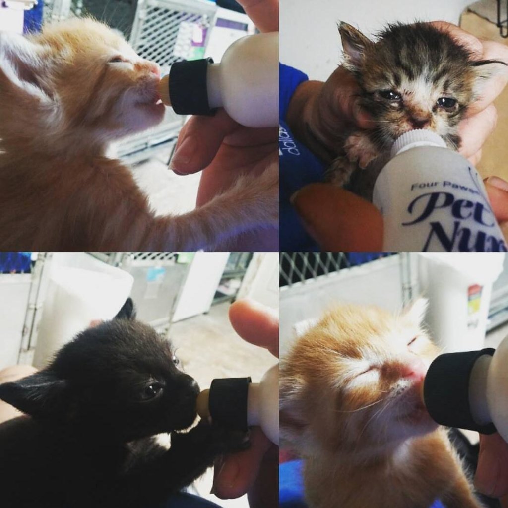 Support A No Kill Shelter