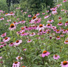 East River Park's coneflowers and bumble bees 7-21