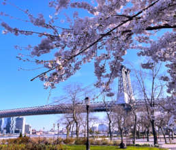 Join us on April 17 in East River Park