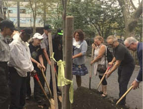 First of 1,000 new street trees: Eastern Red Bud!