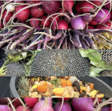 Greenmarket Radish, Carrot, Sunflower and Compost