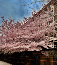 Earth Day and everyday, cherry blossoms delight us