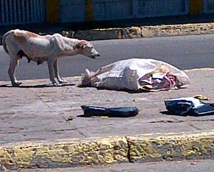 Help us spay&neuter +500 dogs in Venezuela