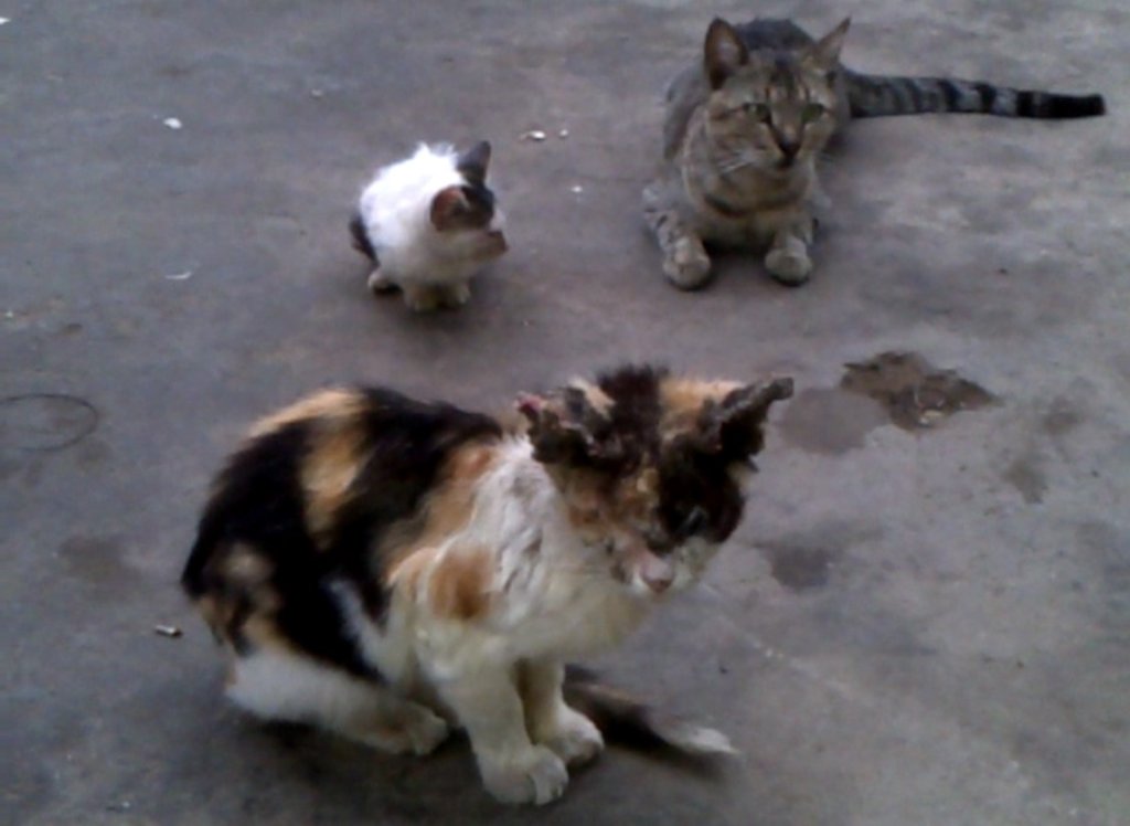 Help us spay&neuter +500 dogs in Venezuela