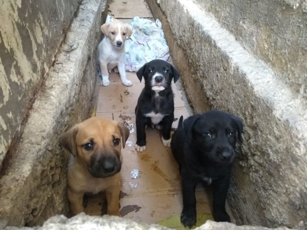 Help us spay&neuter +500 dogs in Venezuela