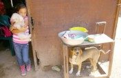Help us spay&neuter +500 dogs in Venezuela