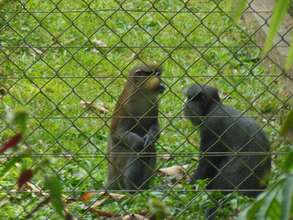 chimpanzees at park