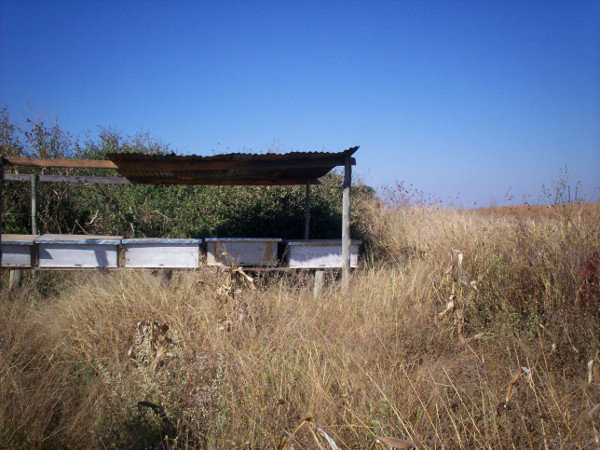 Help Zambian beekeepers get much-needed equipment