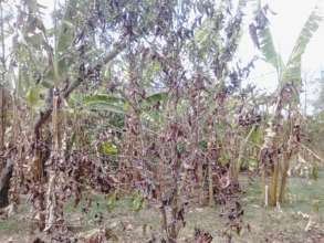 Drought Affected Coffee Garden