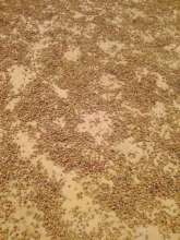 Coffee Berries hulled and dried on bare ground