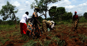 Rural women farming in rural village in Hoima