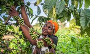 Women in Coffee Growing
