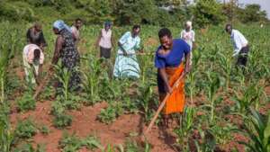 Rural women farming in rural village in Hoima