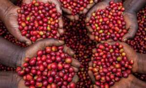 Women in Coffee Growing