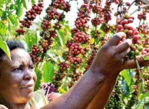 Women in Coffee Growing