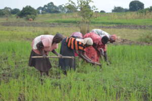 Beneficiary in the farm