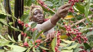 Women in Coffee Growing