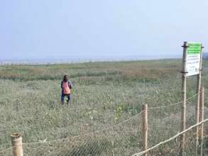 Implemented community based mangrove restoration