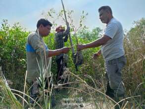 Community initiative for mangrove plantation