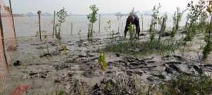 Community is taking care the restoration plot.