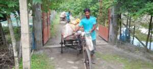 Cow dung for vegetable production
